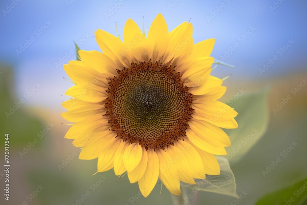 Fototapeta premium closeup of a vibrant yellow sunflower with a blurry background