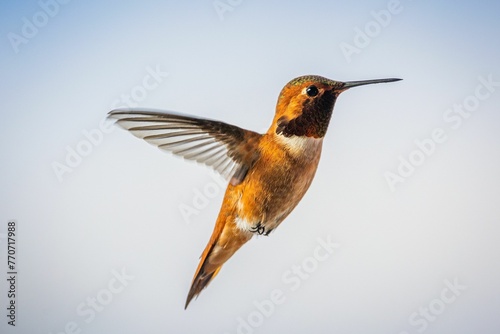 Selective focus shot of a beautiful hummingbird mid-flight