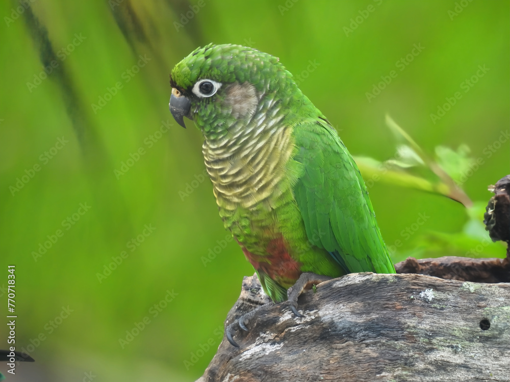 Papagaio Tiriba em Harmonia com a Natureza.