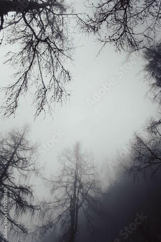 Foggy environment, with the trees in the distance being covered in a light mist in Berchtesgaden