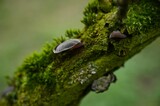 Selective focus shot of a mossy tree branch with fungus
