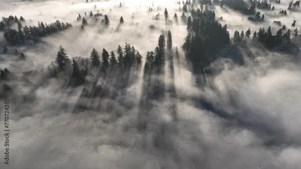 Early morning sunlight illuminates fog that has settled in the Willamette Valley in northern Oregon, not far south of Portland. The entire Pacific Northwest is known for its moist, temperate climate.