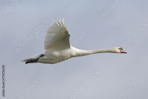 swan in flight
