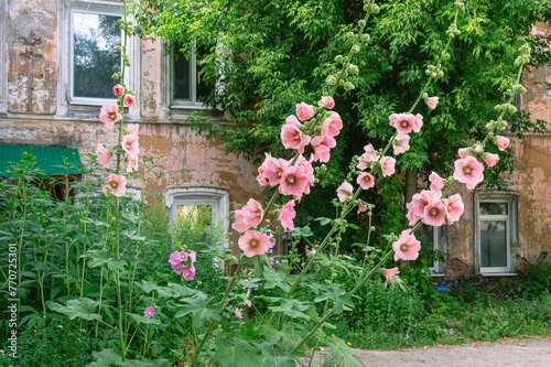 A front garden with flowers near an old dilapidated house. Pink flowers on the background of an old house. Plants in the city near houses.