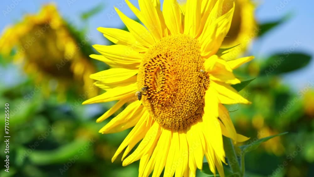 Bee collecting pollen on sunflower. Summer background Bee collecting pollen on sunflower. Summer background