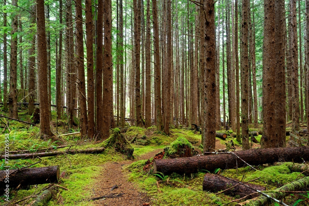 Lush forest with a hemlock grove near Port Alice, Vancouver Island, BC, Canada Lush forest with a hemlock grove near Port Alice, Vancouver Island, BC, Canada