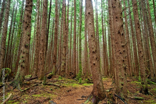 Lush forest with a hemlock grove near Port Alice  Vancouver Island  BC  Canada
