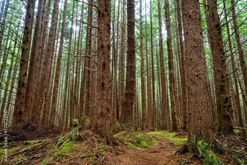 Lush forest with a hemlock grove near Port Alice  Vancouver Island  BC  Canada