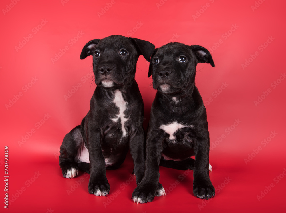 Black American Staffordshire Bull Terrier dogs or AmStaff puppies on red background Black American Staffordshire Bull Terrier dogs or AmStaff puppies on red background