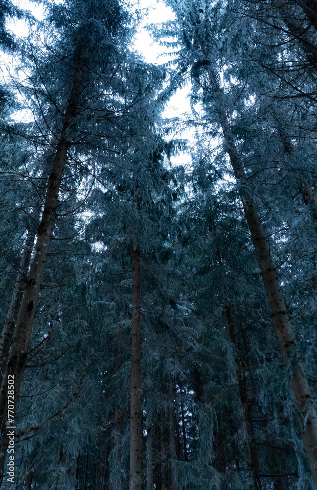 Obraz premium Winter scene with snow-covered evergreen trees