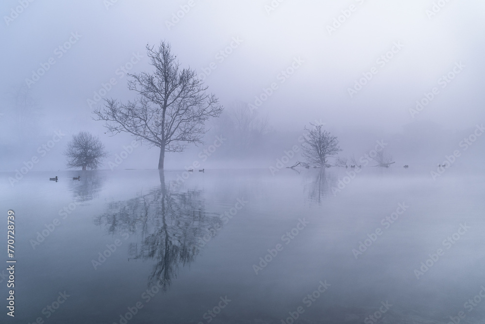 trees in fog trees in fog