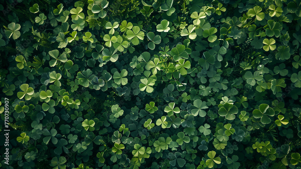 clover meadow background panorama clover meadow background panorama