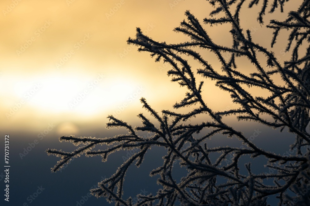 Obraz premium Closeup shot of a snow-covered tree branches illuminated by the setting sun.