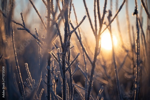 Closeup of a frost-covered grassy field illuminated by a warm orange sunset in the background.