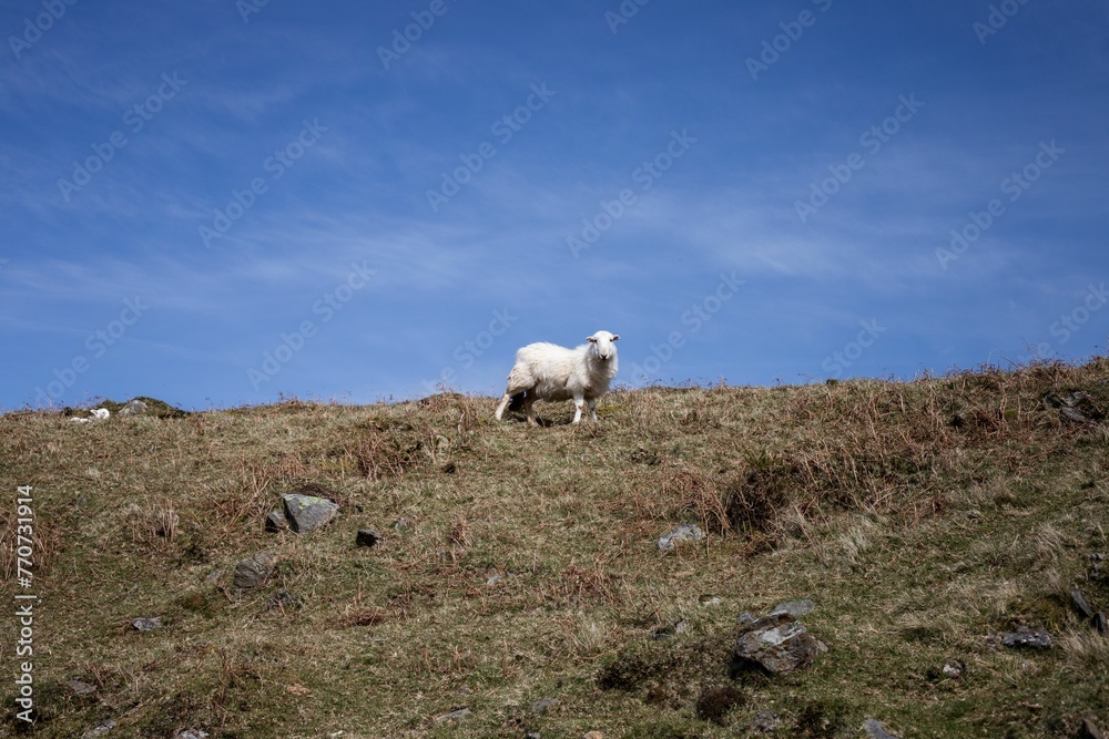 Fototapeta premium white sheep standing in a grassy area on top of a hill