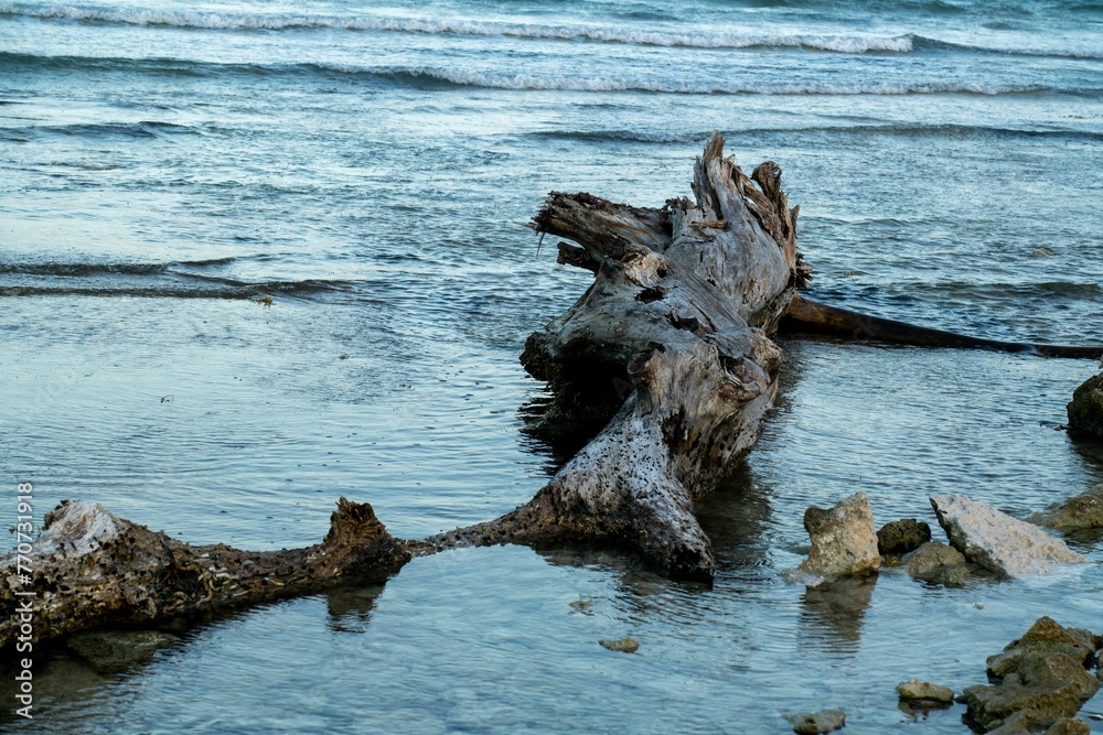 Weathered wooden log lies abandoned on a sandy beach Weathered wooden log lies abandoned on a sandy beach