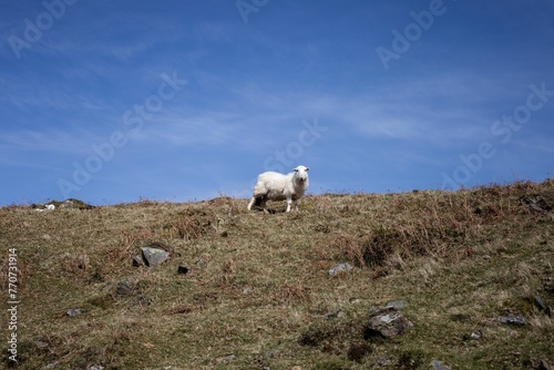white sheep standing in a grassy area on top of a hill