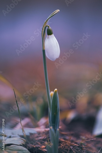 Close-up shot of a snowdrop flower in full bloom, its delicate petals emerging from its stem photo