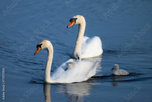 Fototapeta Naklejka Na Ścianę i Meble -  Beautiful shot of a family of swans swimming on a lake