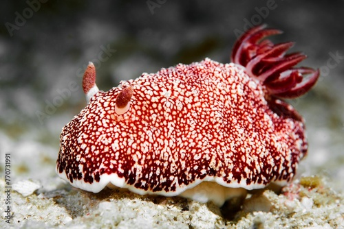 a red and white sea slug on a sandy beach surface