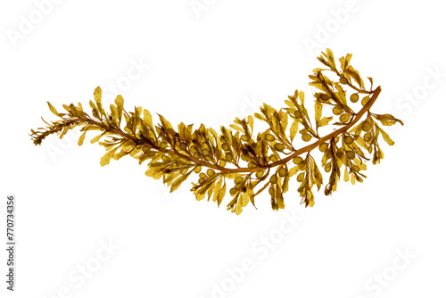 Sargassum muticum brown seaweed with round gas-filled floats. Japanese wireweed or japweed algae with aerial vesicles isolated transparent png.