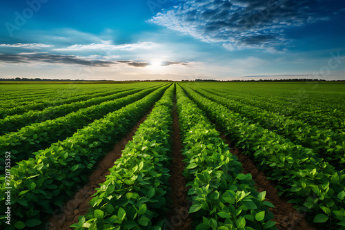 the beauty of a soybean plantation in full growth  with healthy green plants stretching across the field. The composition emphasizes the thriving agricultural landscape