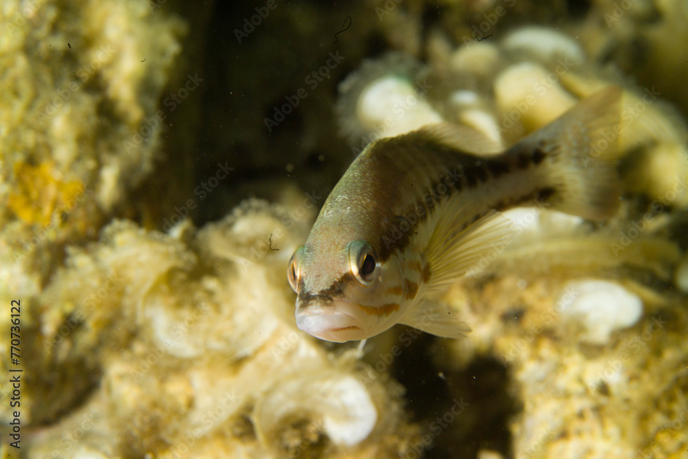 Fish - Comber (Serranus cabrilla) Alghero, Sardinia, Italy Fish - Comber (Serranus cabrilla) Alghero, Sardinia, Italy
