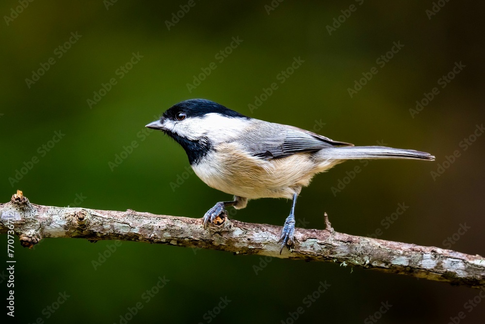 Obraz premium Black-capped chickadee perched on a tree branch. Poecile atricapillus.