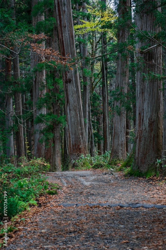Naklejka premium Path surrounded by trees in autumn forest