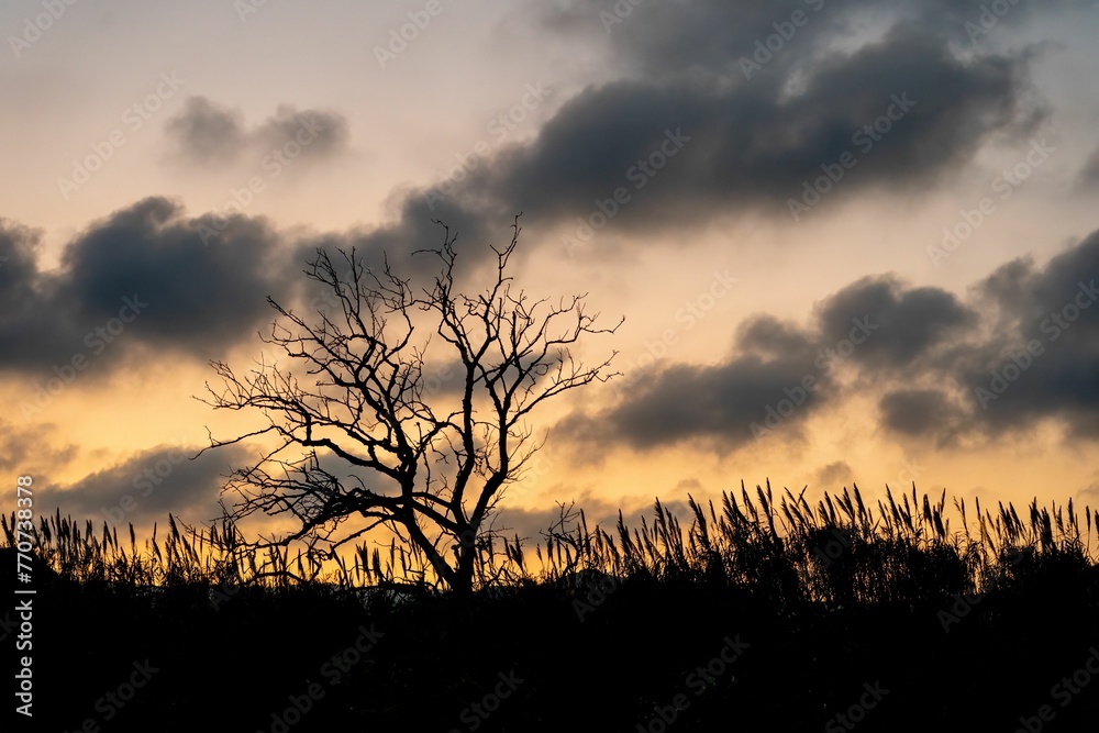 Tall tree stands silhouetted against a backdrop of clouds in the sky.