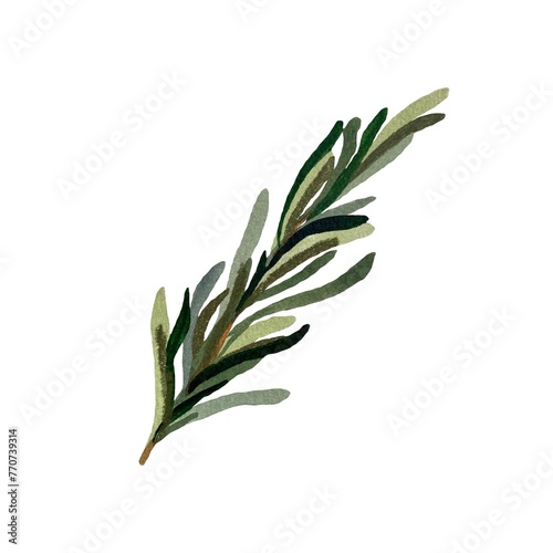 Rosemary herb green twig a watercolor sketch