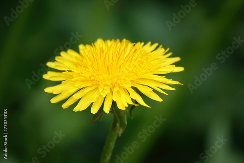 Yellow head of dandelion flower against a green background