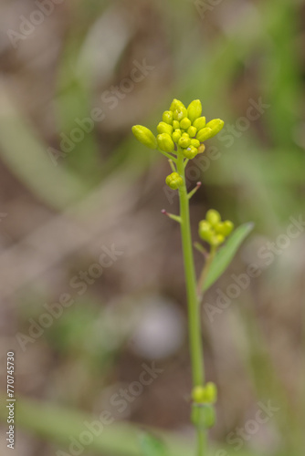 ソフィア散歩みちに咲く草花