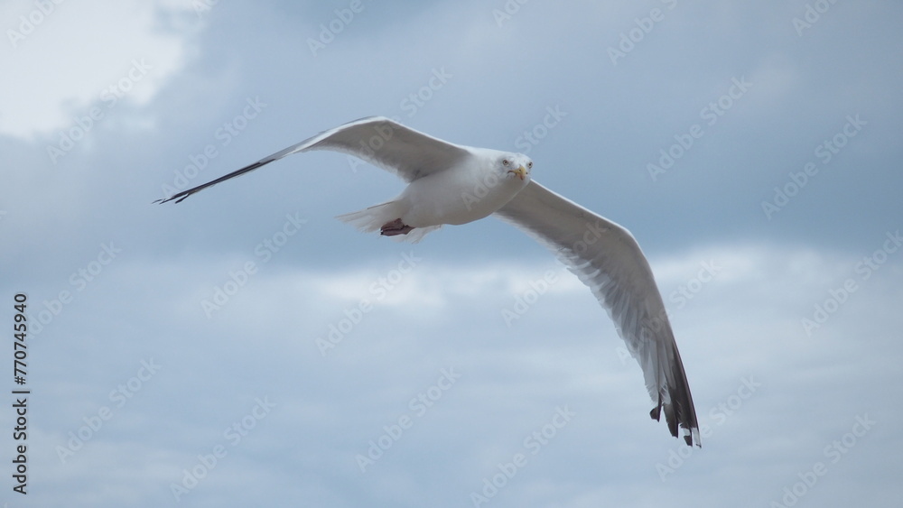 Fototapeta premium Fliegende Möwen am Strand
