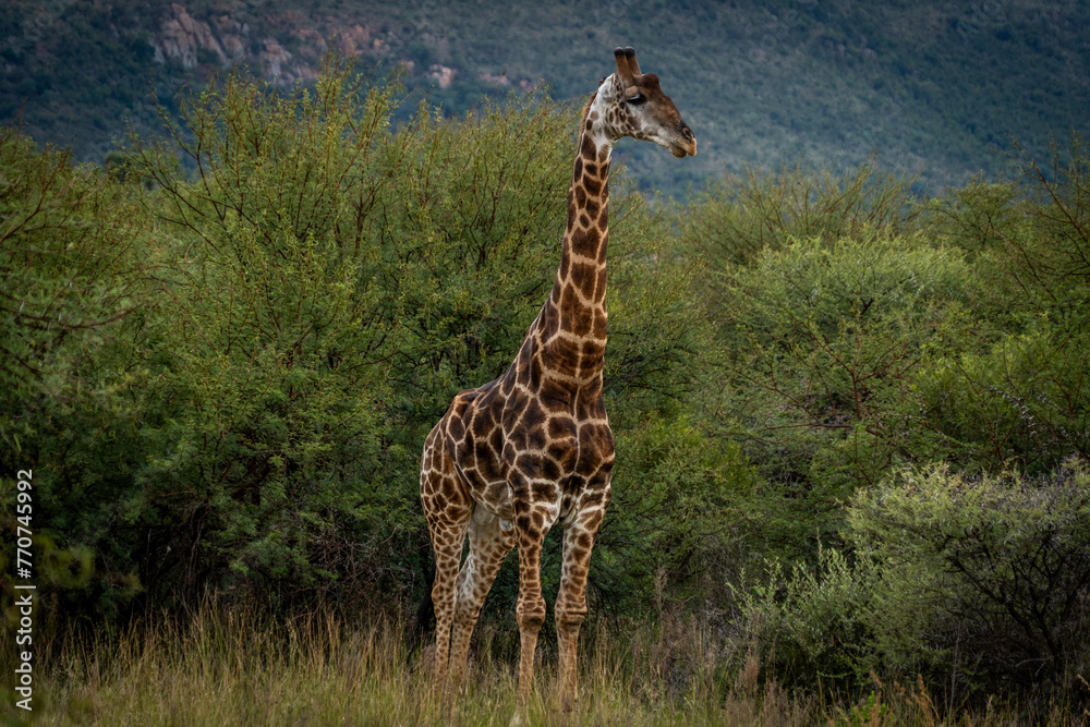 Obraz premium giraffe in the savannah