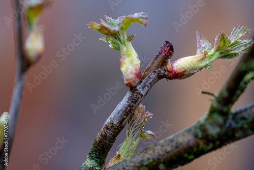 Close-up of black currant buds in spring photo