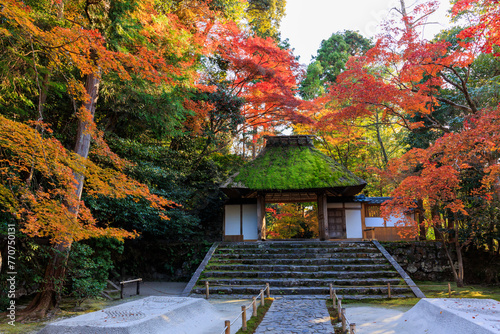 Vibrant red maple tree in Japan at Honenin temple photo