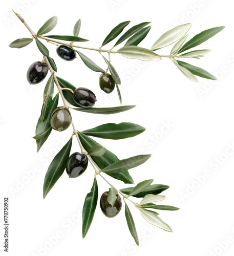 Wallpaper Mural Olive branch with ripe olives png on transparent background Torontodigital.ca