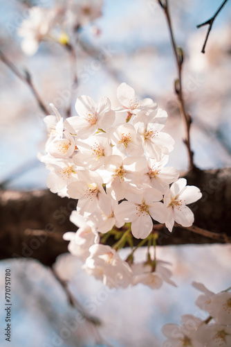 cherry blossom in spring