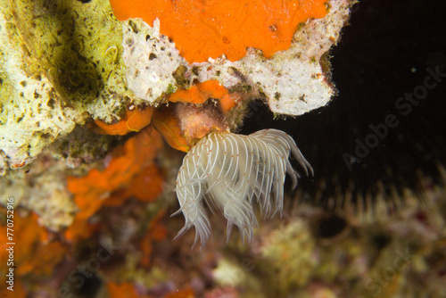 Red-spotted Horseshoe (Protula tubularia) Mediterranean sea, Alghero, Sardinia, Italy. photo