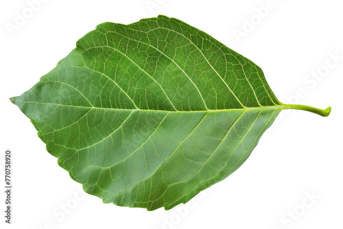 Lush green leaf with detailed veins png on transparent background