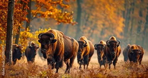 European Bison Grazing in Autumnal Splendor photo