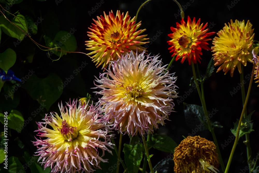 Dahlia Gina Lombaert flowers in bloom in a garden Dahlia Gina Lombaert flowers in bloom in a garden