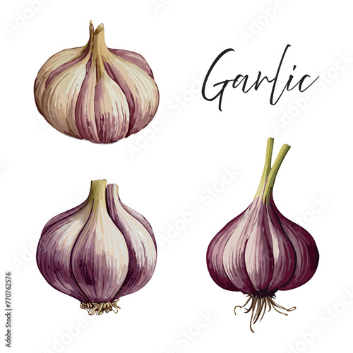 Garlic vector illustration. Drawing of garlic in watercolor style.