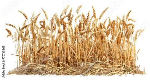 Golden wheat field ready for harvest with full roots on show png on transparent background