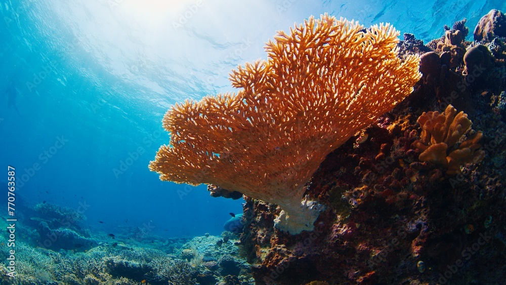Healthy coral reef underwater in Komodo National Park in Indonesia - obrazy, fototapety, plakaty 