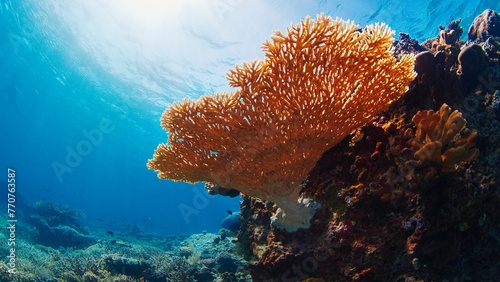 Healthy coral reef underwater in Komodo National Park in Indonesia