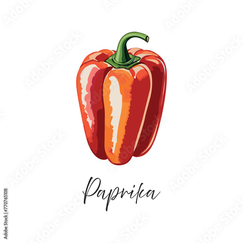 Paprika vector illustration. Drawing of paprika in watercolor style.