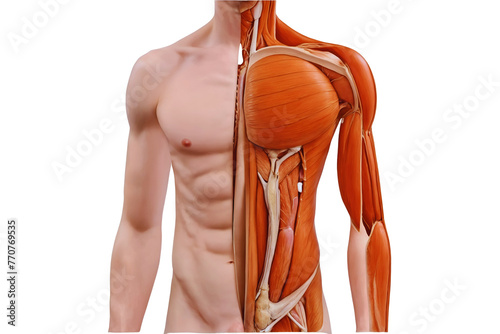 Human anatomy showing muscles and tendons