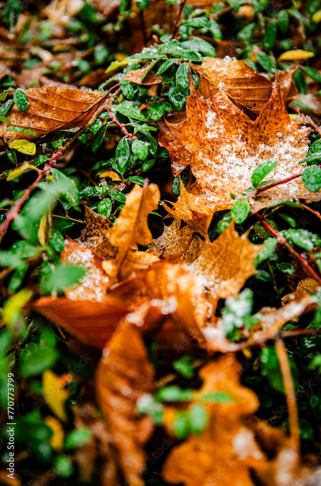 brown golden leaves in autumn with frost in green grass brown golden leaves in autumn with frost in green grass